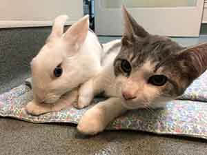 surgery day for bunnies and kittens.