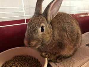 Nubbit and Frazier Rabbit adoption WAGS