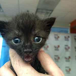 Single Kitten about 3-4 weeks old looking for foster home WAGS