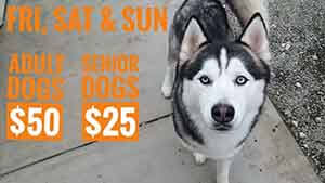 Summer time special dog adoption WAGS