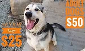 Summer time for adult dog and senior dogs adoption WAGS