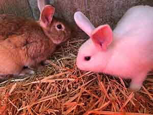 An Rabbit pet adoption WAGS