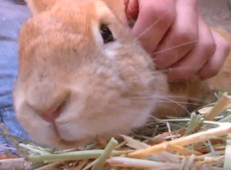 Parsnip is a VERY friendly lil guy. bunny WAGS