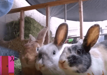 Rabbit adoption WAGS