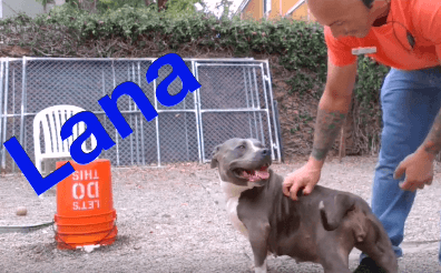 Lana wiggles dog adoption WAGS