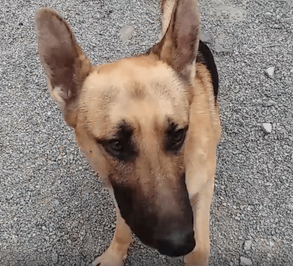 German Shepherds Milo Dog adoption WAGS