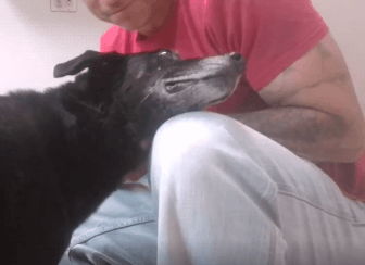 Edna loves a good ear rub Dog Adoption WAGS