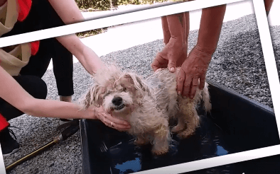 Itsy's Bath time dog adoption WAGS