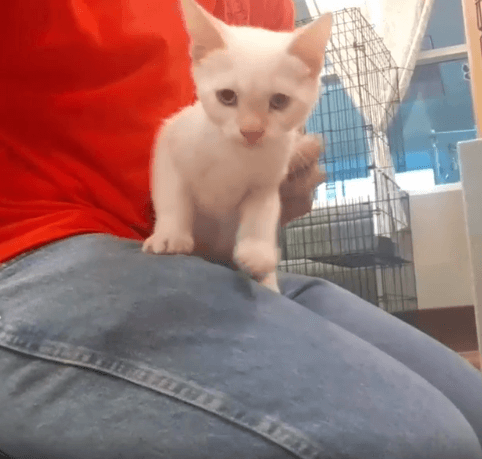 Kittens party cat and kitten adoptions WAGS