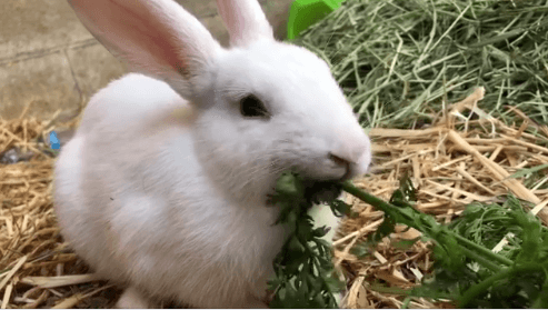 Rabbit Crumb Pet adoption WAGS