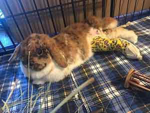 WAGS help broken rabbit leg