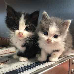 we have two ~4 week old kittens looking for a foster home WAGS