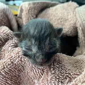 single one day old kitten in need of a foster home ASAP WAGS