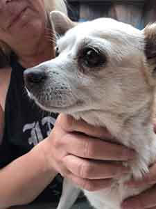Dog found #A-1998 pet adoption WAGS