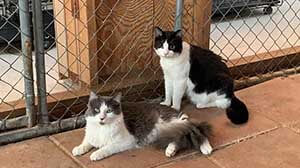 Dart & Cobalt cat pet adoption WAGS