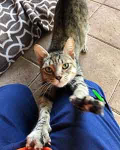 Uhura cat pet adoption WAGS