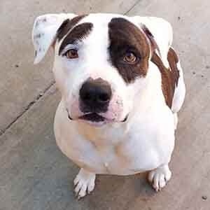 pitbull Rocky pet adoption WAGS