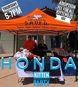 Honda Kitten Adoption party! 2 days left WAGS