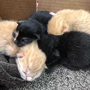 We have 4 ~3day old kittens that came in late!