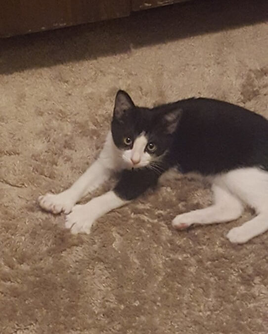 Kitten Margo looking for loving home WAGS