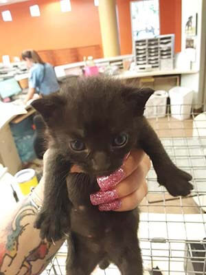 5 Three week old kitten are needed an foster home ASAP WAGS