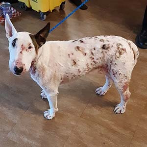 3 year old female purebred Bull Terrier to rescue