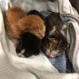 Help 3 bottle babies needs to be foster WAGS