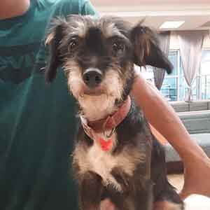Female Terrier Dog found #A-2415 pet adoption WAGS