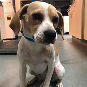 Female dog found #A-2360 pet adoption WAGS