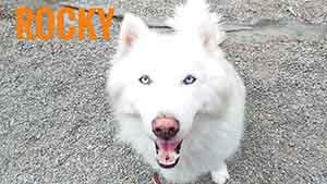Rocky says All previously spayed/neutered ADULT dogs are only $25 to adopt! WAGS