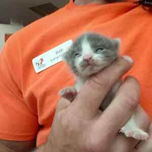 Urgent, we have a single bottle baby in need of a foster. WAGS