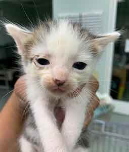 We have three kittens that need a foster home WAGS