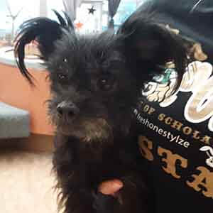 Small black female dog found #A-2373 pet adoption WAGS
