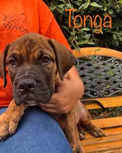 Pit/Mastiff puppy Tonga is looking for his furever home!