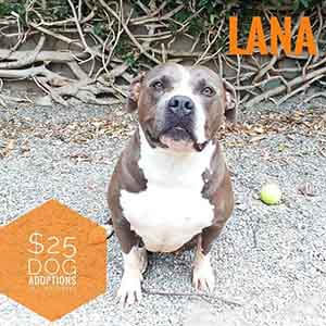 Lana says All previously spayed/neutered ADULT dogs are only $25 to adopt!