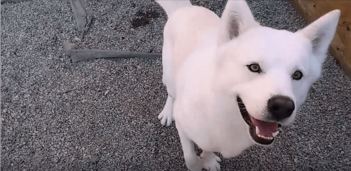 King dog pet adoption WAGS