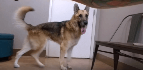 Dog Fletch pet adoption WAGS