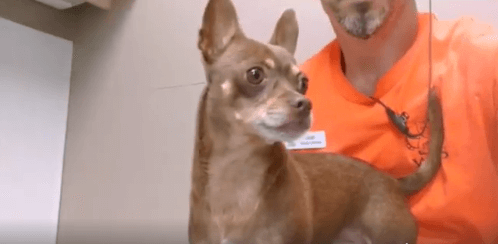 Behavioral rehab dog Tumbler has come a long way WAGS