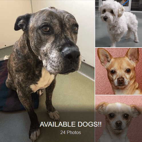 All previous spayed/neutered dogs over 7 months of age are only $25!! WAGS