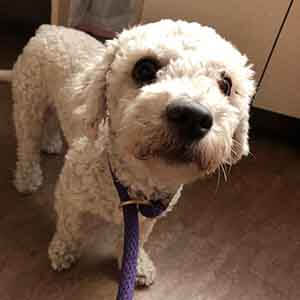 Female dog found #A-2454 pet adoption WAGS