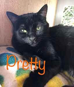 Pretty Kitty Cat is available for adoption WAGS