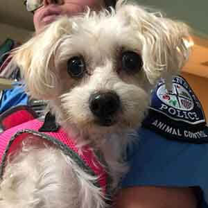Female dog found #A-2541 pet adoption WAGS
