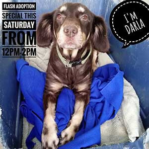 Darla says WAGS is Having a flash Adoption Special this Saturday