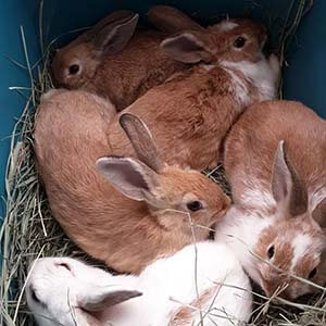 Another 5 rabbits were caught in Westminster Park