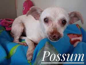 Possum Tells everybody, WAGS is having flash adoption WAGS