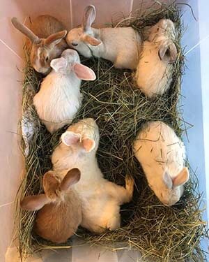 7 Rabbits found in a plastic box at Westminster Park WAGS