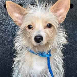 Little cute dog found #A-2651 pet adoption WAGS