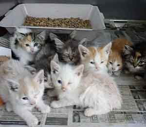 We have 11 kitties that needs foster PLEASE text to offer help WAGS