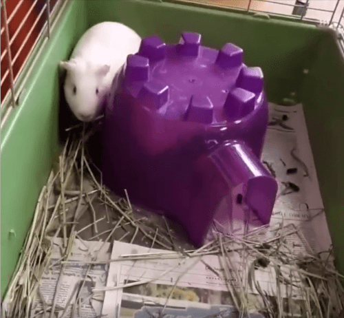 Bonded pair Albino guinea pig Allister and Crowley WAGS