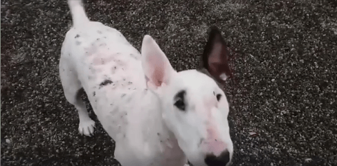 Female purebred Bull Terrier Sash were rescued WAGS